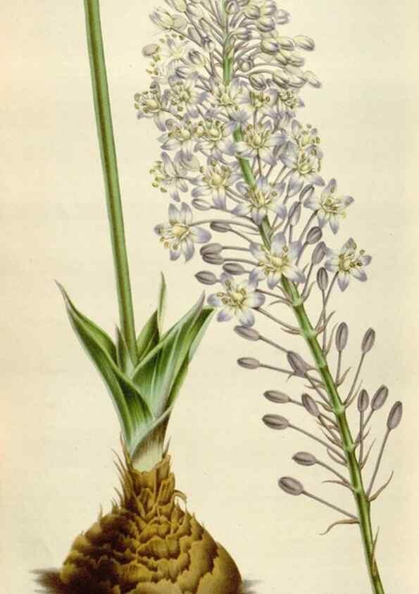 Reproducción/Reproduction 49584288952: Flore des serres et des jardins de l'Europe. A Gand :chez Louis van Houtte, eÌditeur,1845-1880.. 