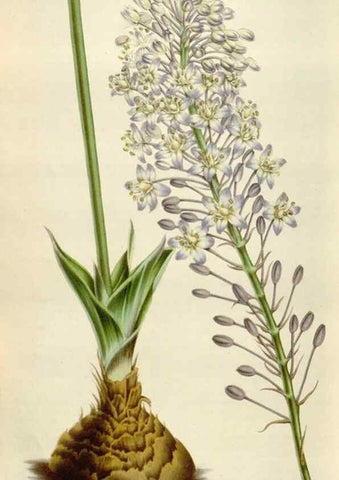 Reproducción/Reproduction 49584288952: Flore des serres et des jardins de l'Europe. A Gand :chez Louis van Houtte, eÌditeur,1845-1880.. 