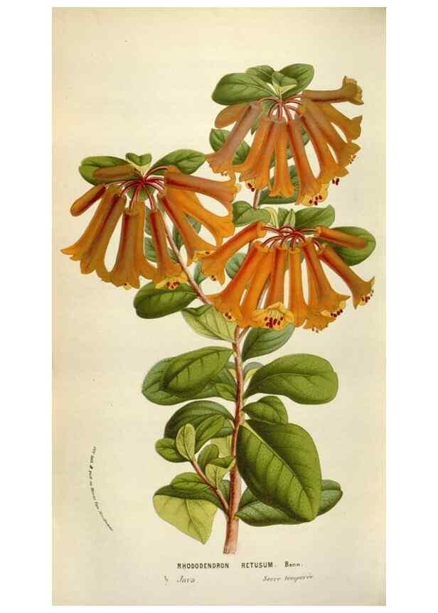 Reproducción/Reproduction 49584289367: Flore des serres et des jardins de l'Europe. A Gand :chez Louis van Houtte, eÌditeur,1845-1880.. 