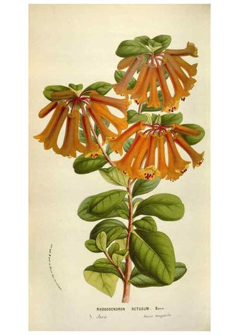 Reproducción/Reproduction 49584289367: Flore des serres et des jardins de l'Europe. A Gand :chez Louis van Houtte, eÌditeur,1845-1880.. 