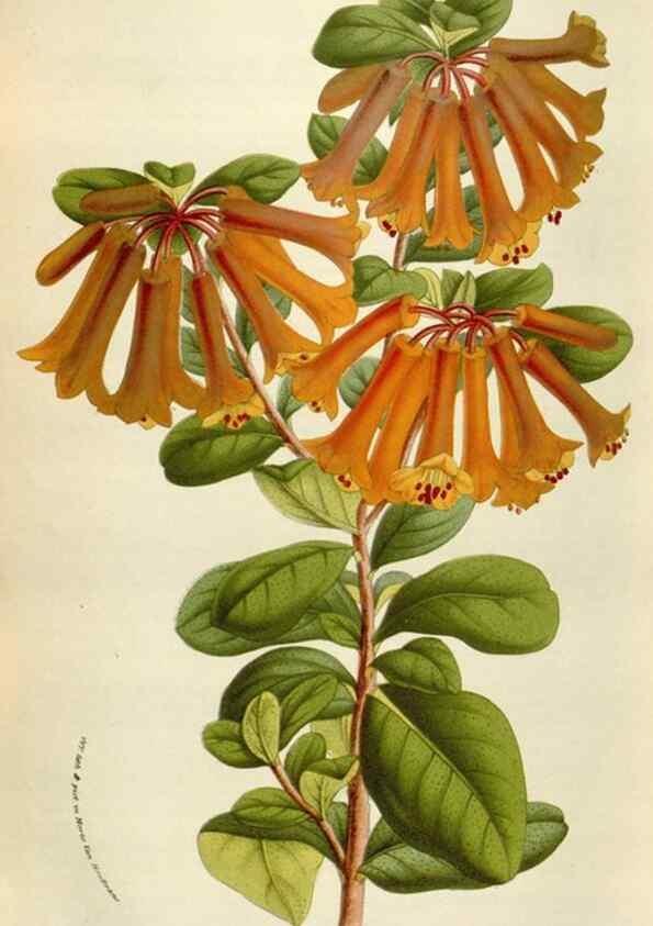 Reproducción/Reproduction 49584289367: Flore des serres et des jardins de l'Europe. A Gand :chez Louis van Houtte, eÌditeur,1845-1880.. 