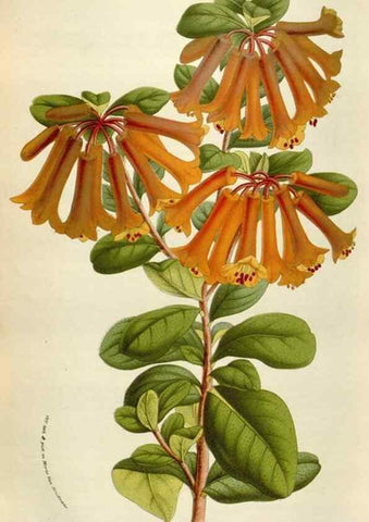 Reproducción/Reproduction 49584289367: Flore des serres et des jardins de l'Europe. A Gand :chez Louis van Houtte, eÌditeur,1845-1880.. 