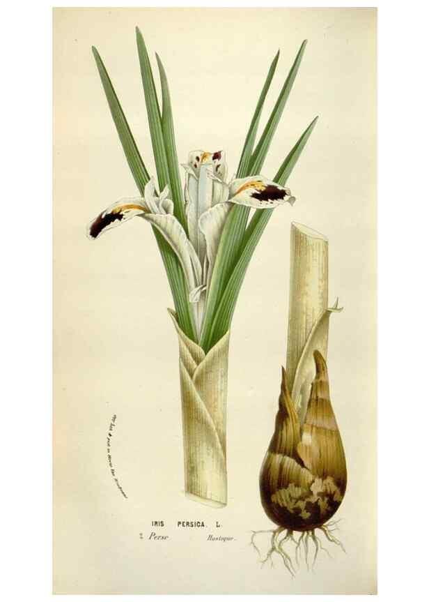Reproducción/Reproduction 49584289757: Flore des serres et des jardins de l'Europe. A Gand :chez Louis van Houtte, eÌditeur,1845-1880.. 
