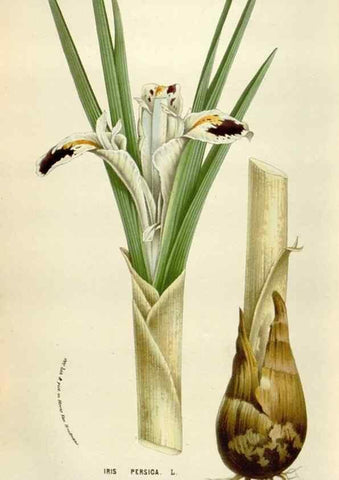 Reproducción/Reproduction 49584289757: Flore des serres et des jardins de l'Europe. A Gand :chez Louis van Houtte, eÌditeur,1845-1880.. 