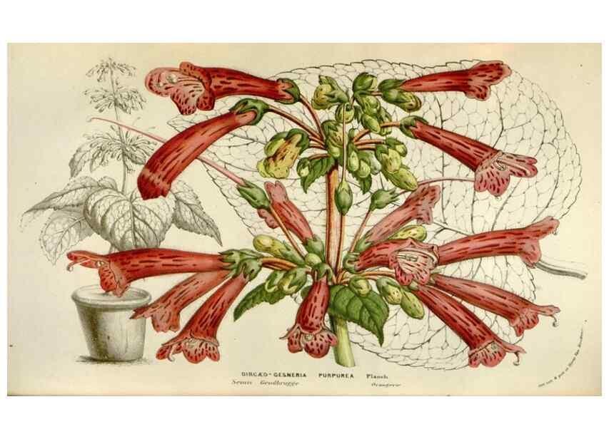 Reproducción/Reproduction 49584290007: Flore des serres et des jardins de l'Europe. A Gand :chez Louis van Houtte, eÌditeur,1845-1880.. 