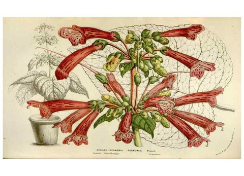 Reproducción/Reproduction 49584290007: Flore des serres et des jardins de l'Europe. A Gand :chez Louis van Houtte, eÌditeur,1845-1880.. 