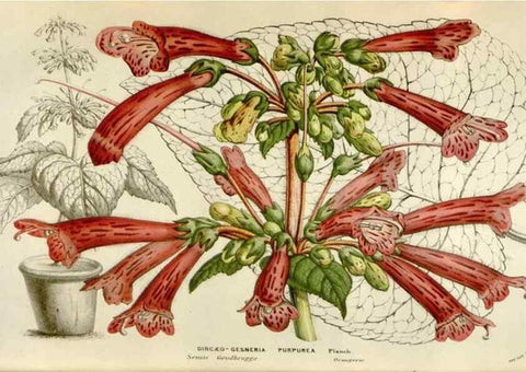 Reproducción/Reproduction 49584290007: Flore des serres et des jardins de l'Europe. A Gand :chez Louis van Houtte, eÌditeur,1845-1880.. 