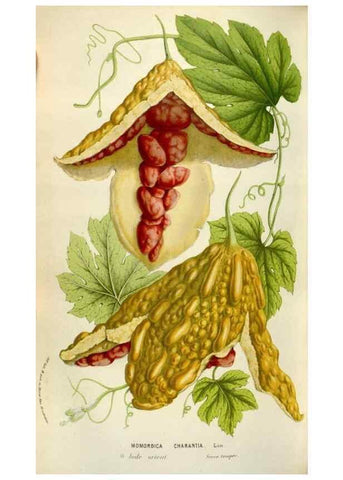 Reproducción/Reproduction 49584057786: Flore des serres et des jardins de l'Europe. A Gand :chez Louis van Houtte, eÌditeur,1845-1880.. 