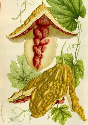 Reproducción/Reproduction 49584057786: Flore des serres et des jardins de l'Europe. A Gand :chez Louis van Houtte, eÌditeur,1845-1880.. 