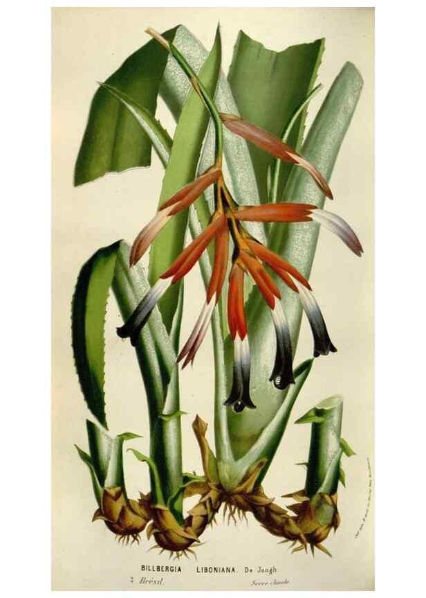 Reproducción/Reproduction 49584058091: Flore des serres et des jardins de l'Europe. A Gand :chez Louis van Houtte, eÌditeur,1845-1880.. 