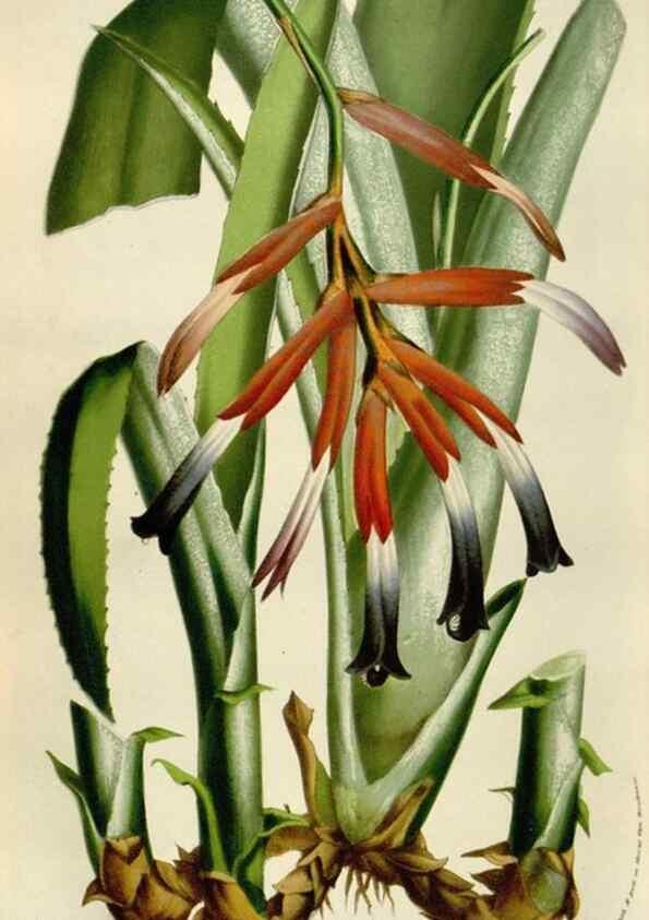 Reproducción/Reproduction 49584058091: Flore des serres et des jardins de l'Europe. A Gand :chez Louis van Houtte, eÌditeur,1845-1880.. 