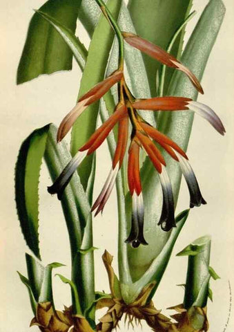 Reproducción/Reproduction 49584058091: Flore des serres et des jardins de l'Europe. A Gand :chez Louis van Houtte, eÌditeur,1845-1880.. 