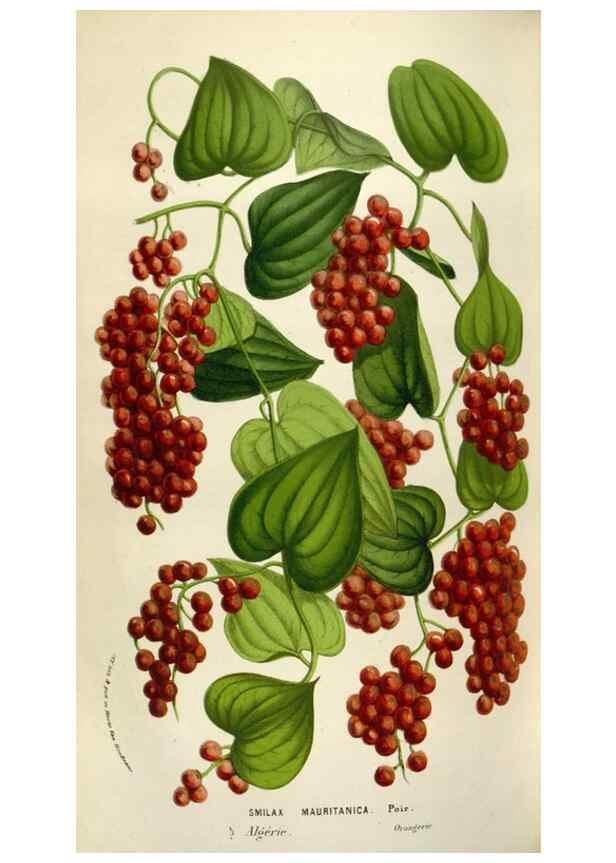 Reproducción/Reproduction 49583560213: Flore des serres et des jardins de l'Europe. A Gand :chez Louis van Houtte, eÌditeur,1845-1880.. 