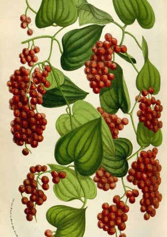 Reproducción/Reproduction 49583560213: Flore des serres et des jardins de l'Europe. A Gand :chez Louis van Houtte, eÌditeur,1845-1880.. 