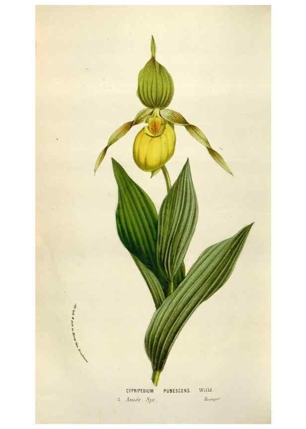 Reproducción/Reproduction 49583560558: Flore des serres et des jardins de l'Europe. A Gand :chez Louis van Houtte, eÌditeur,1845-1880.. 