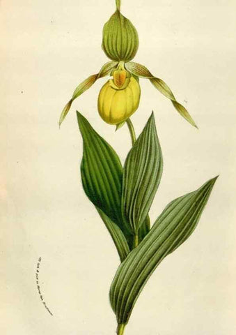 Reproducción/Reproduction 49583560558: Flore des serres et des jardins de l'Europe. A Gand :chez Louis van Houtte, eÌditeur,1845-1880.. 