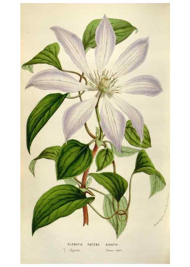 Reproducción/Reproduction 49584291732: Flore des serres et des jardins de l'Europe. A Gand :chez Louis van Houtte, eÌditeur,1845-1880.. 