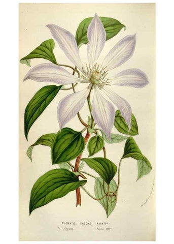 Reproducción/Reproduction 49584291732: Flore des serres et des jardins de l'Europe. A Gand :chez Louis van Houtte, eÌditeur,1845-1880.. 