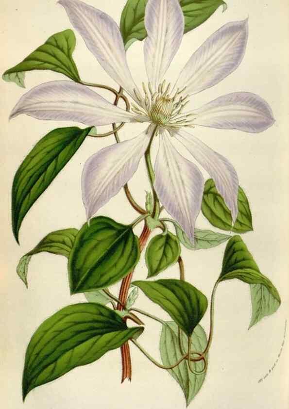Reproducción/Reproduction 49584291732: Flore des serres et des jardins de l'Europe. A Gand :chez Louis van Houtte, eÌditeur,1845-1880.. 