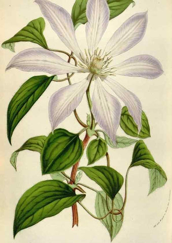 Reproducción/Reproduction 49584291732: Flore des serres et des jardins de l'Europe. A Gand :chez Louis van Houtte, eÌditeur,1845-1880.. 