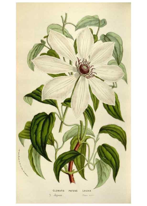 Reproducción/Reproduction 49583561303: Flore des serres et des jardins de l'Europe. A Gand :chez Louis van Houtte, eÌditeur,1845-1880.. 
