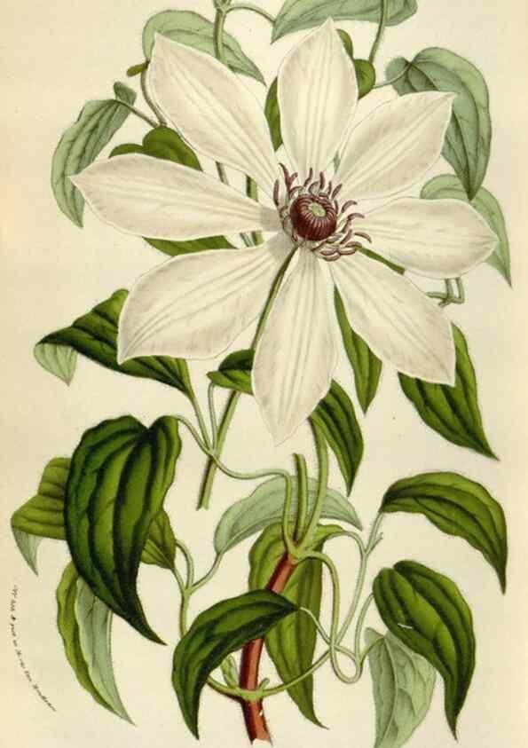 Reproducción/Reproduction 49583561303: Flore des serres et des jardins de l'Europe. A Gand :chez Louis van Houtte, eÌditeur,1845-1880.. 