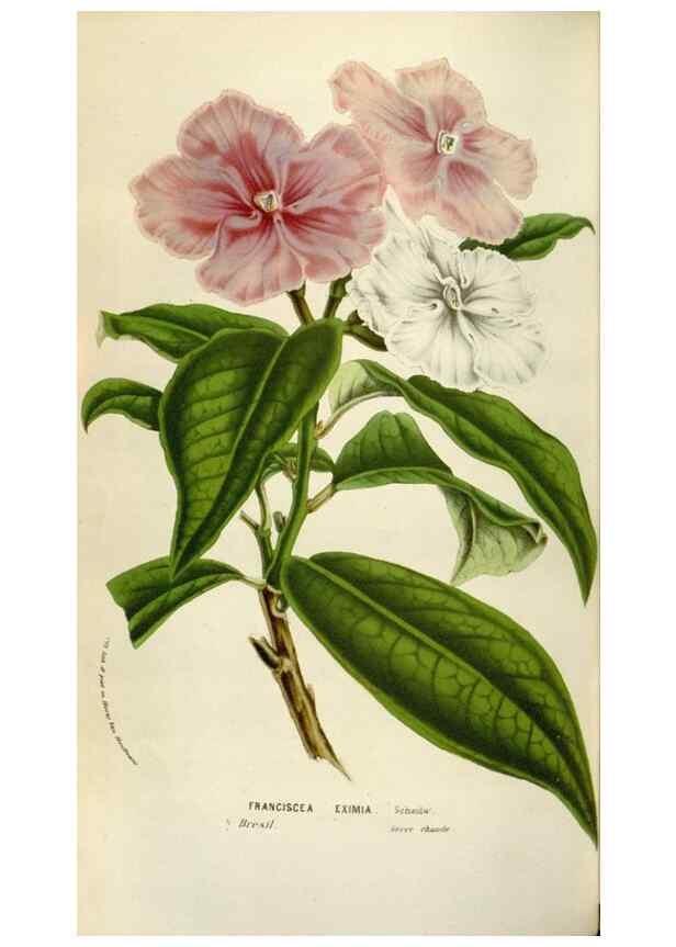 Reproducción/Reproduction 49584054321: Flore des serres et des jardins de l'Europe. A Gand :chez Louis van Houtte, eÌditeur,1845-1880.. 