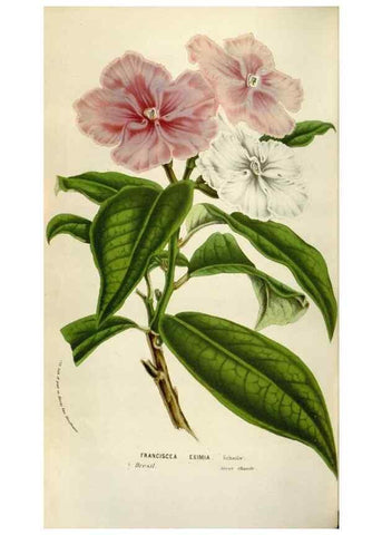 Reproducción/Reproduction 49584054321: Flore des serres et des jardins de l'Europe. A Gand :chez Louis van Houtte, eÌditeur,1845-1880.. 