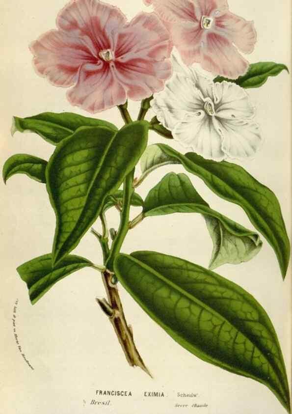Reproducción/Reproduction 49584054321: Flore des serres et des jardins de l'Europe. A Gand :chez Louis van Houtte, eÌditeur,1845-1880.. 
