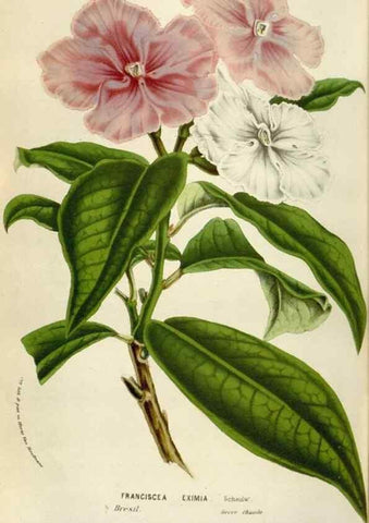 Reproducción/Reproduction 49584054321: Flore des serres et des jardins de l'Europe. A Gand :chez Louis van Houtte, eÌditeur,1845-1880.. 