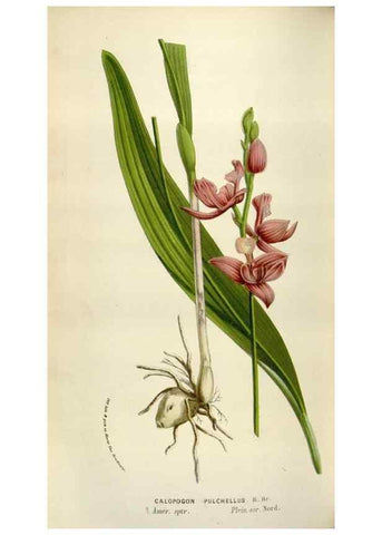 Reproducción/Reproduction 49584286352: Flore des serres et des jardins de l'Europe. A Gand :chez Louis van Houtte, eÌditeur,1845-1880.. 