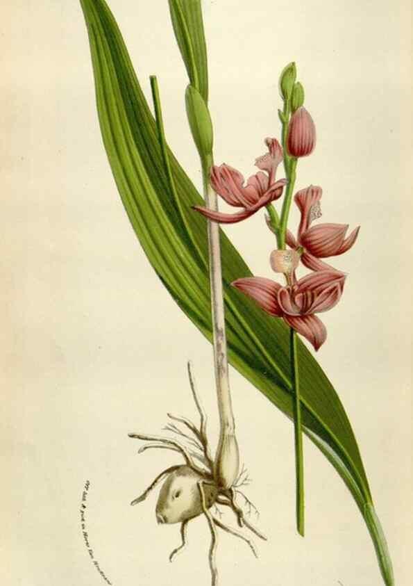 Reproducción/Reproduction 49584286352: Flore des serres et des jardins de l'Europe. A Gand :chez Louis van Houtte, eÌditeur,1845-1880.. 