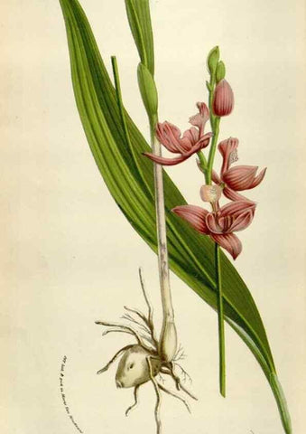Reproducción/Reproduction 49584286352: Flore des serres et des jardins de l'Europe. A Gand :chez Louis van Houtte, eÌditeur,1845-1880.. 