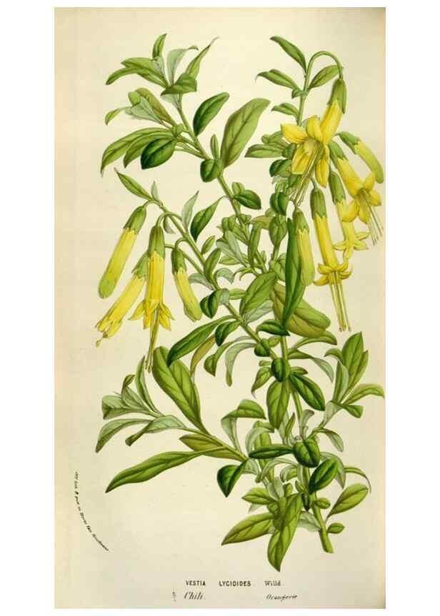 Reproducción/Reproduction 49584286077: Flore des serres et des jardins de l'Europe. A Gand :chez Louis van Houtte, eÌditeur,1845-1880.. 