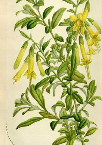 Reproducción/Reproduction 49584286077: Flore des serres et des jardins de l'Europe. A Gand :chez Louis van Houtte, eÌditeur,1845-1880.. 