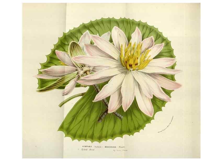 Reproducción/Reproduction 49584053411: Flore des serres et des jardins de l'Europe. A Gand :chez Louis van Houtte, eÌditeur,1845-1880.. 
