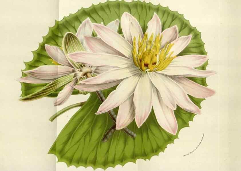 Reproducción/Reproduction 49584053411: Flore des serres et des jardins de l'Europe. A Gand :chez Louis van Houtte, eÌditeur,1845-1880.. 