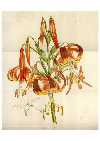 Reproducción/Reproduction 49584280787: Flore des serres et des jardins de l'Europe. A Gand :chez Louis van Houtte, eÌditeur,1845-1880.. 