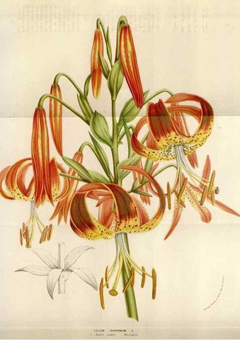 Reproducción/Reproduction 49584280787: Flore des serres et des jardins de l'Europe. A Gand :chez Louis van Houtte, eÌditeur,1845-1880.. 
