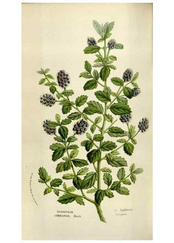 Reproducción/Reproduction 49584281087: Flore des serres et des jardins de l'Europe. A Gand :chez Louis van Houtte, eÌditeur,1845-1880.. 