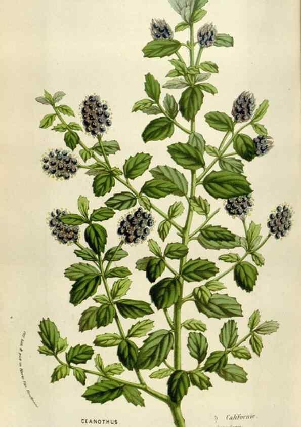 Reproducción/Reproduction 49584281087: Flore des serres et des jardins de l'Europe. A Gand :chez Louis van Houtte, eÌditeur,1845-1880.. 