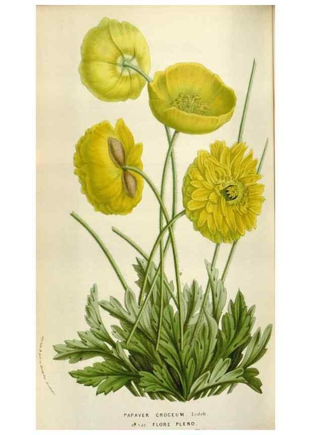 Reproducción/Reproduction 49584048871: Flore des serres et des jardins de l'Europe. A Gand :chez Louis van Houtte, eÌditeur,1845-1880.. 