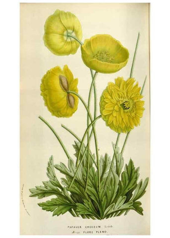 Reproducción/Reproduction 49584048871: Flore des serres et des jardins de l'Europe. A Gand :chez Louis van Houtte, eÌditeur,1845-1880.. 
