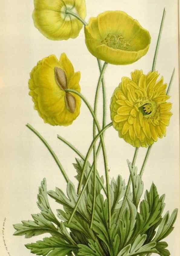 Reproducción/Reproduction 49584048871: Flore des serres et des jardins de l'Europe. A Gand :chez Louis van Houtte, eÌditeur,1845-1880.. 