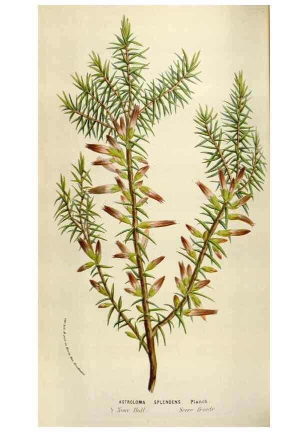 Reproducción/Reproduction 49583551313: Flore des serres et des jardins de l'Europe. A Gand :chez Louis van Houtte, eÌditeur,1845-1880.. 