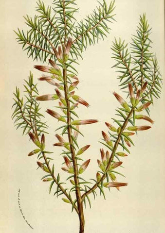 Reproducción/Reproduction 49583551313: Flore des serres et des jardins de l'Europe. A Gand :chez Louis van Houtte, eÌditeur,1845-1880.. 