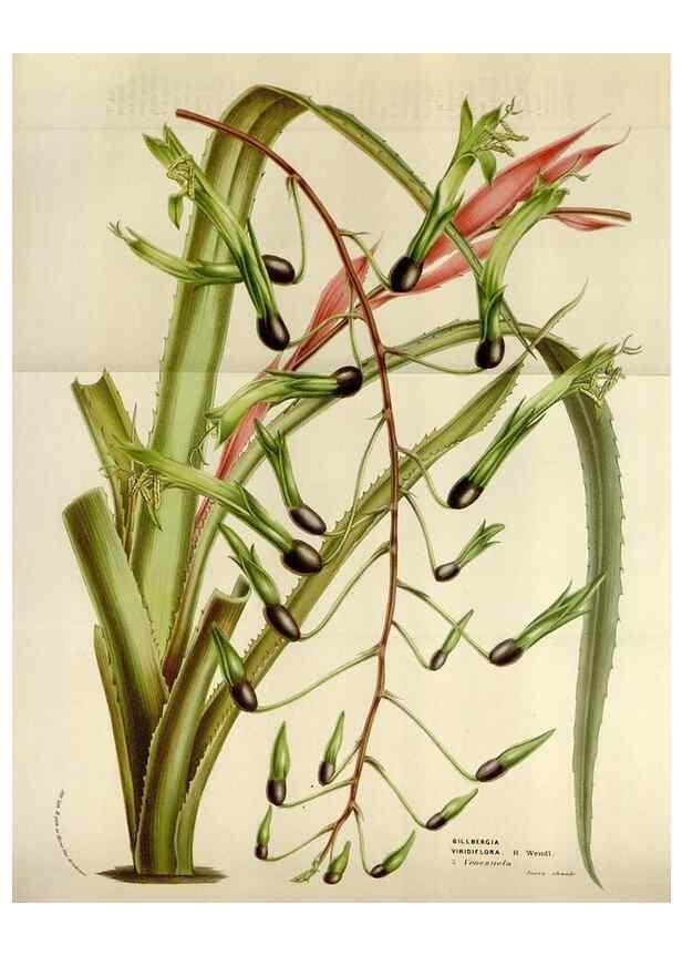 Reproducción/Reproduction 49583551593: Flore des serres et des jardins de l'Europe. A Gand :chez Louis van Houtte, eÌditeur,1845-1880.. 