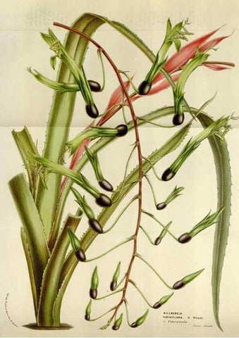 Reproducción/Reproduction 49583551593: Flore des serres et des jardins de l'Europe. A Gand :chez Louis van Houtte, eÌditeur,1845-1880.. 