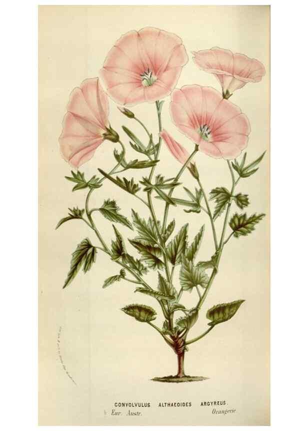 Reproducción/Reproduction 49584049671: Flore des serres et des jardins de l'Europe. A Gand :chez Louis van Houtte, eÌditeur,1845-1880.. 