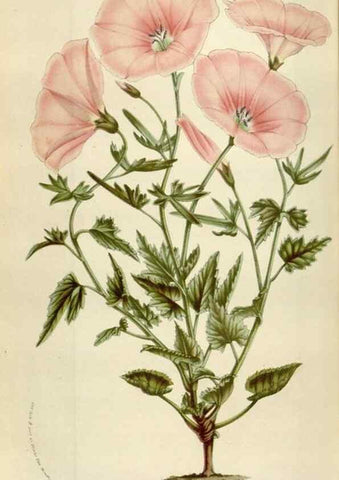 Reproducción/Reproduction 49584049671: Flore des serres et des jardins de l'Europe. A Gand :chez Louis van Houtte, eÌditeur,1845-1880.. 